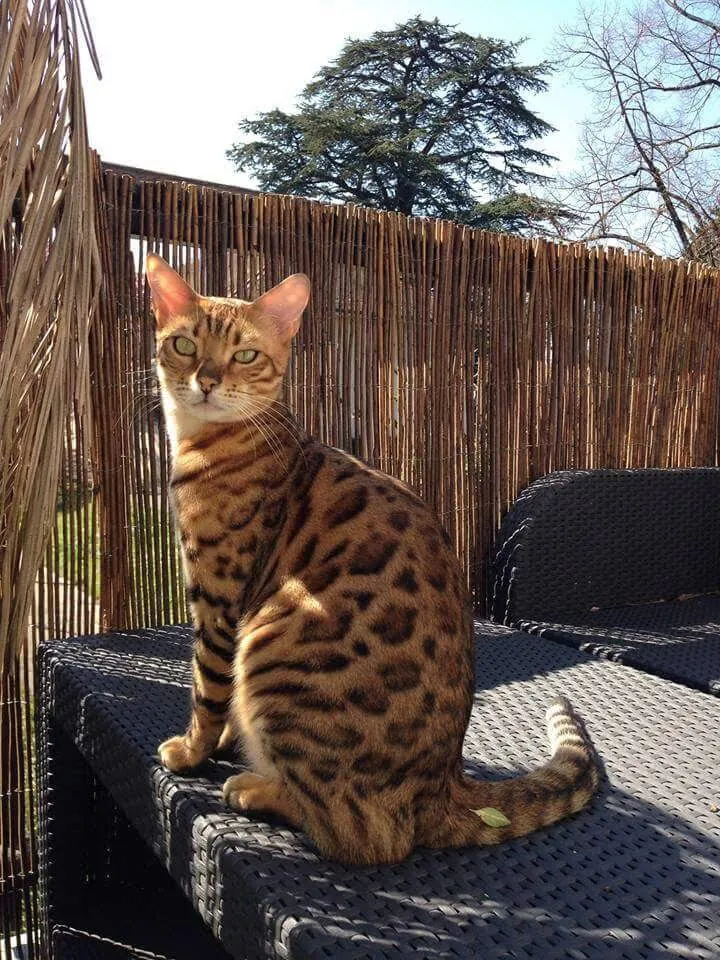 Bengal cat