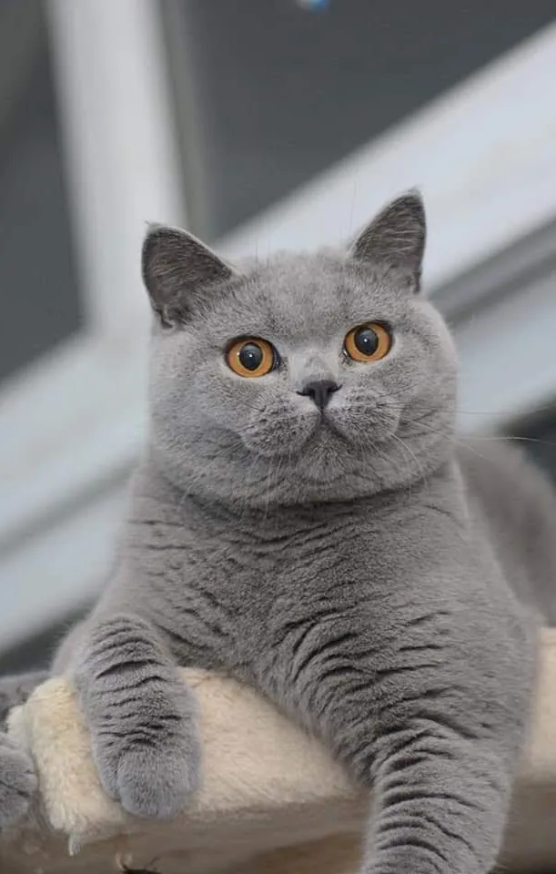 British Shorthair cat