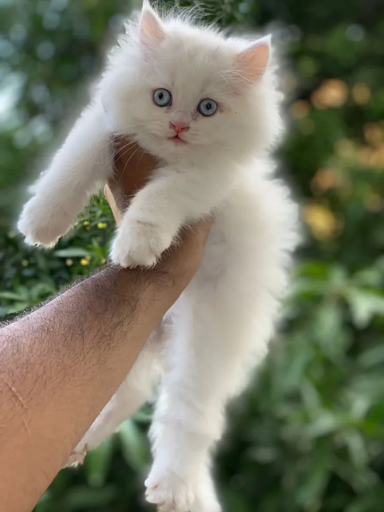 Doll Face cat