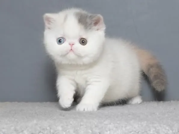 Exotic Shorthair cat