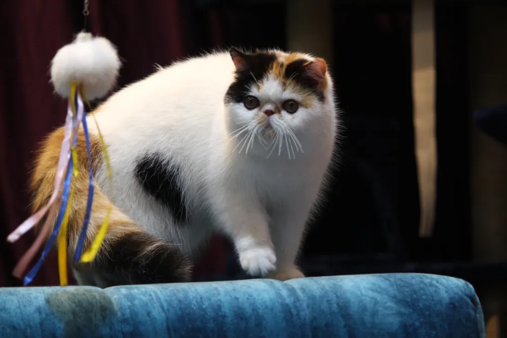 Exotic Shorthair cat