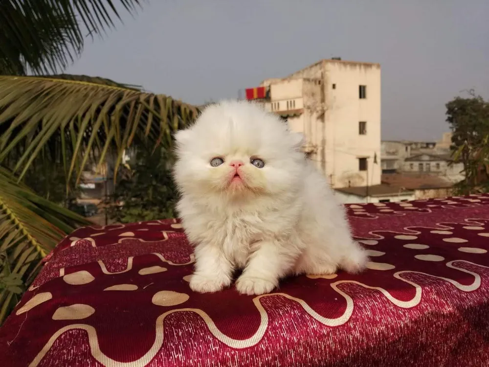 Extreme Punch cat