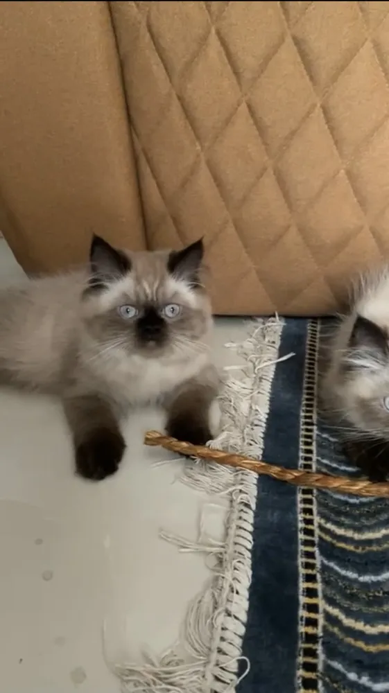 Himalayan cat