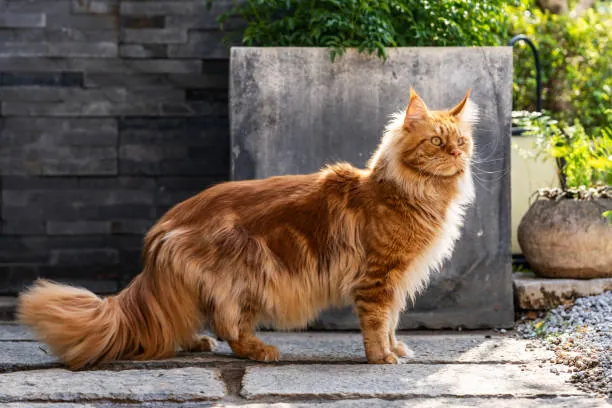 Maine Coon cat