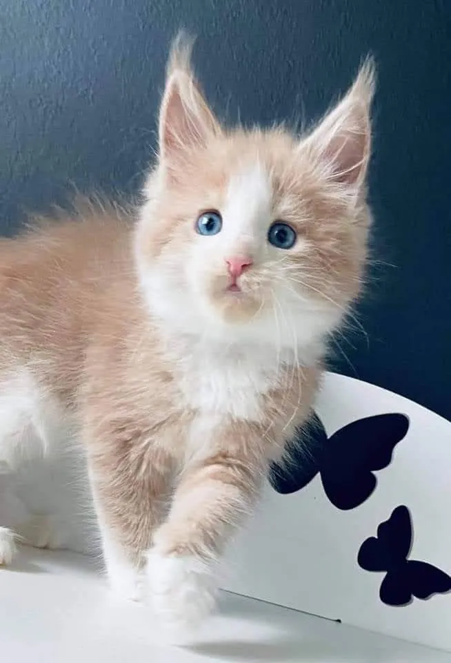 Maine Coon cat