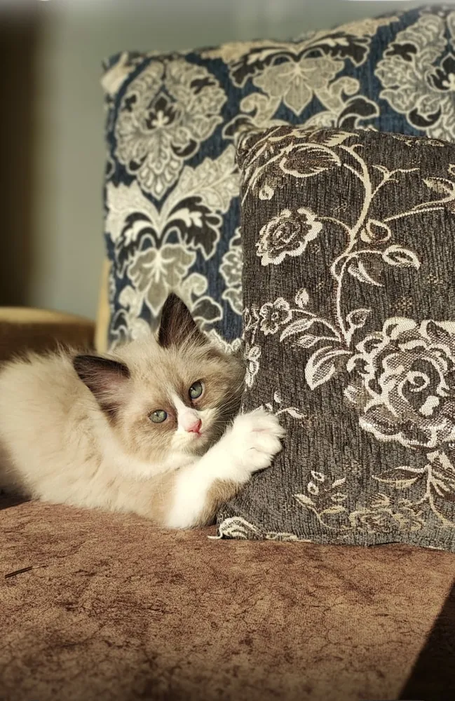 Rag Doll cat